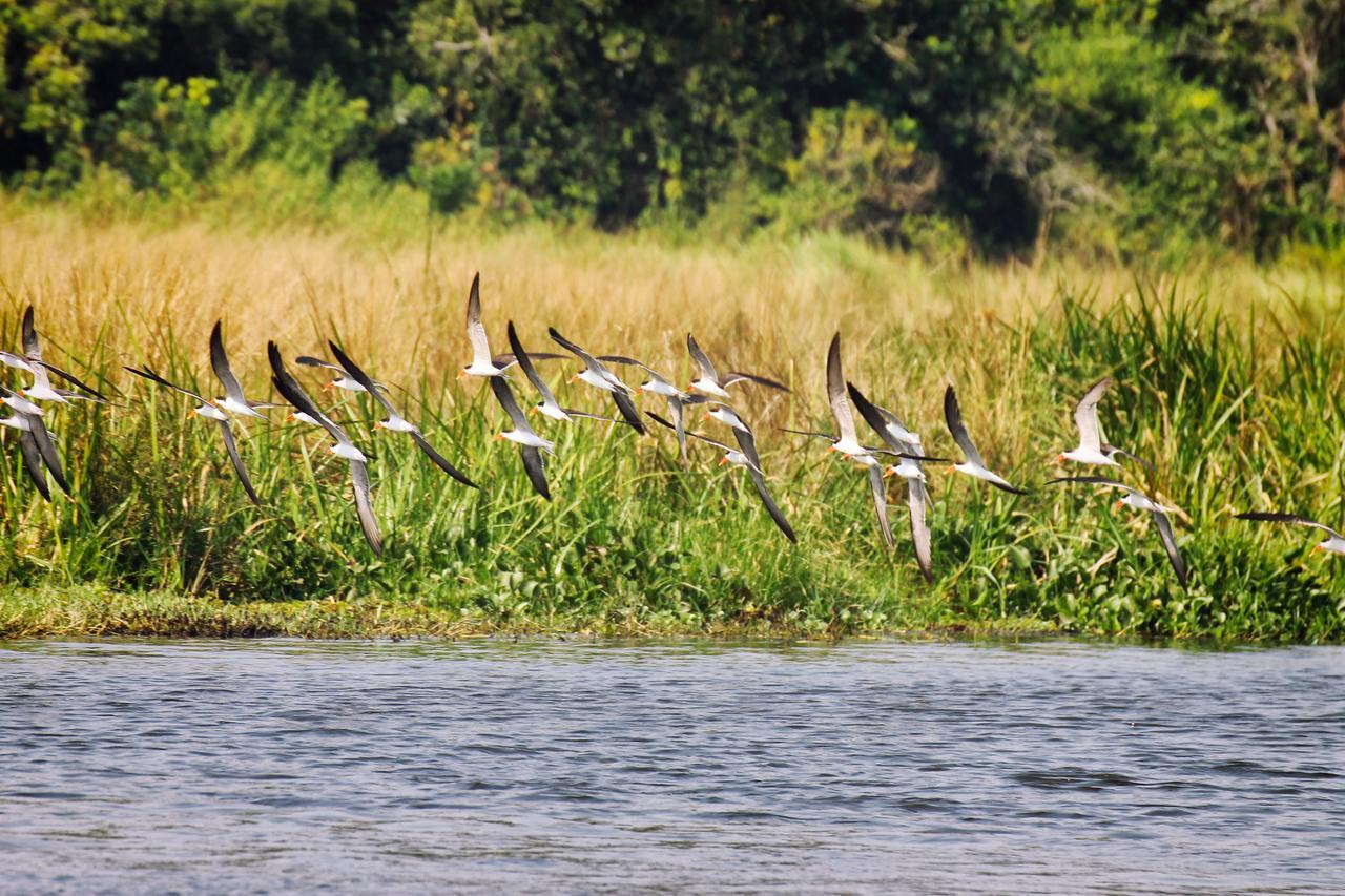 Twiga Safari Lodge Paraa Екстериор снимка